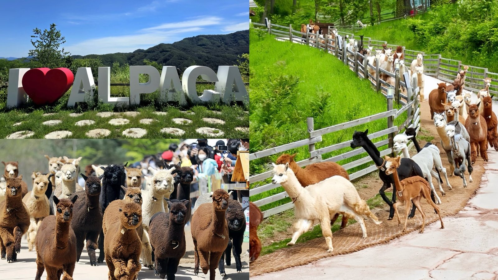 羊駝樂園