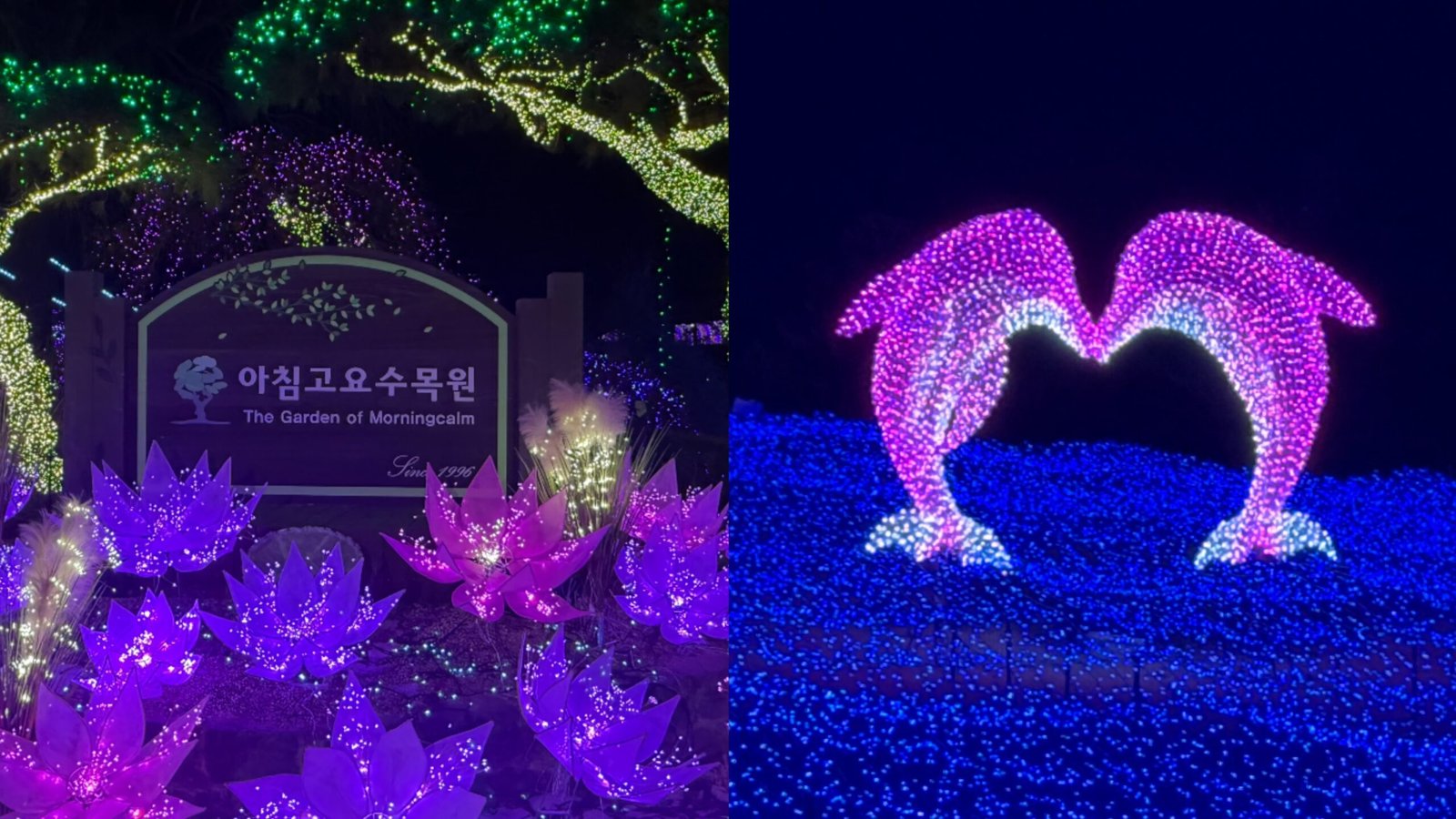 晨靜樹木園12月-3月燈光秀