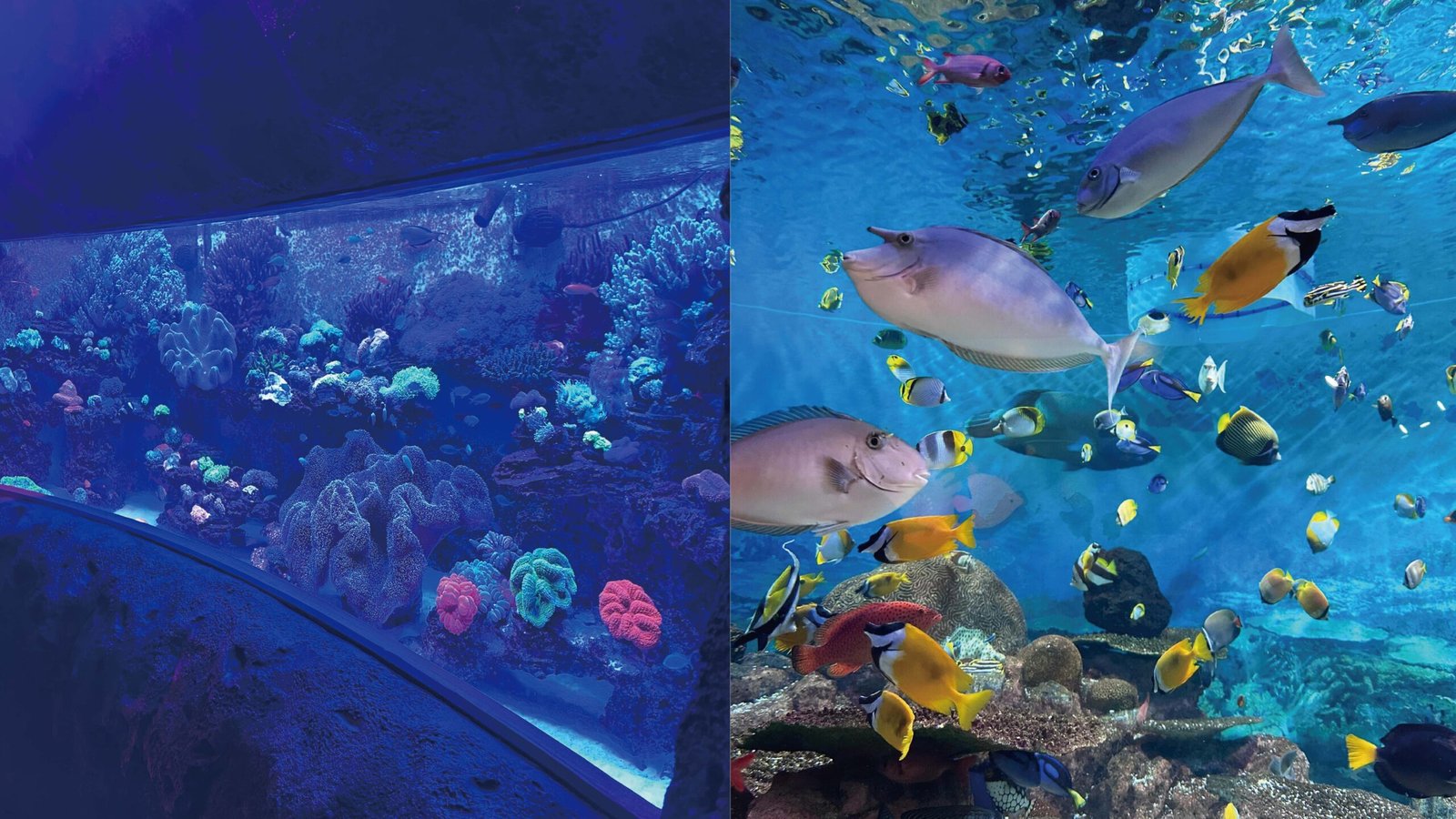 江南COEX水族館