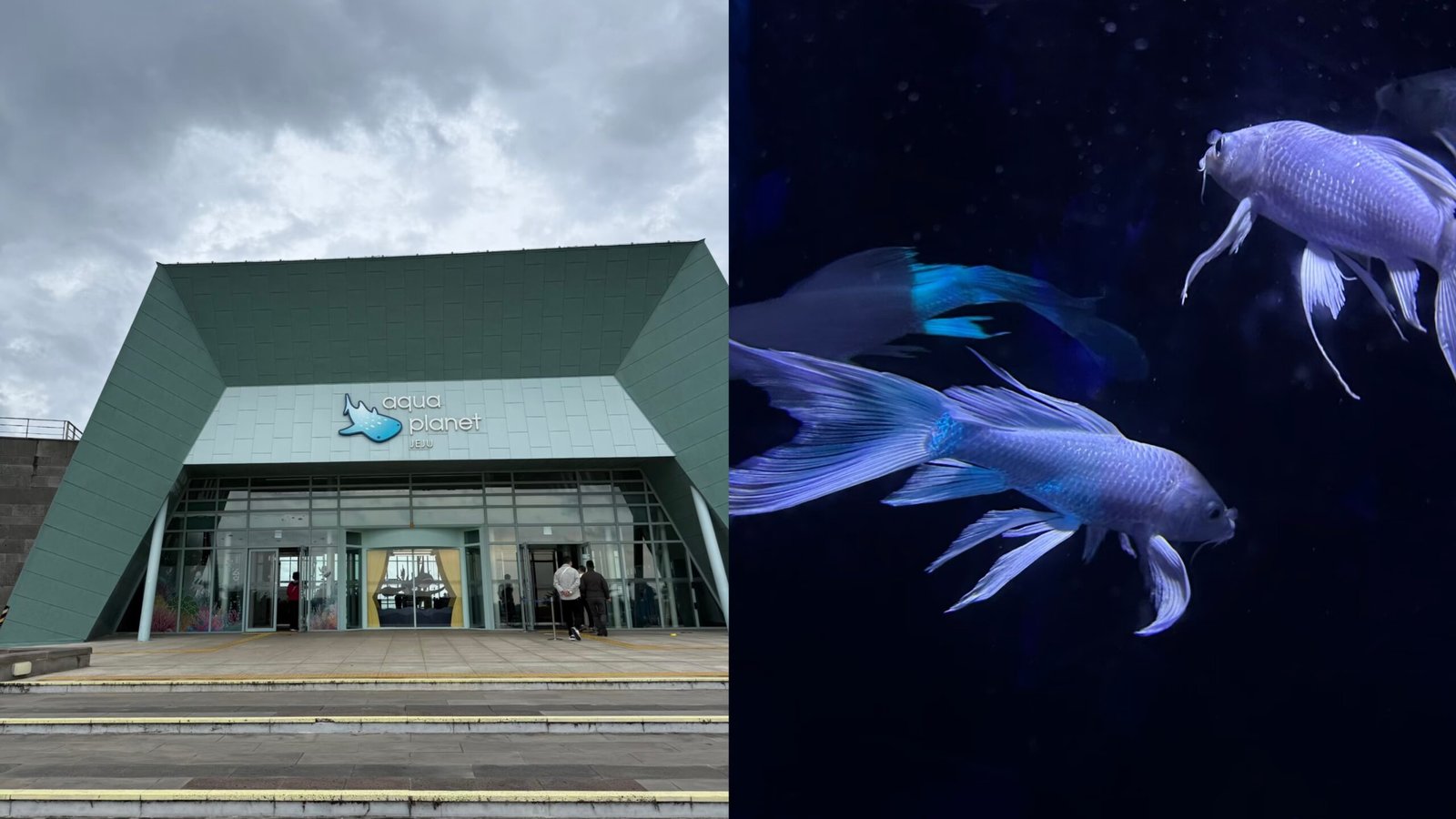 Aqua Planet 水族館