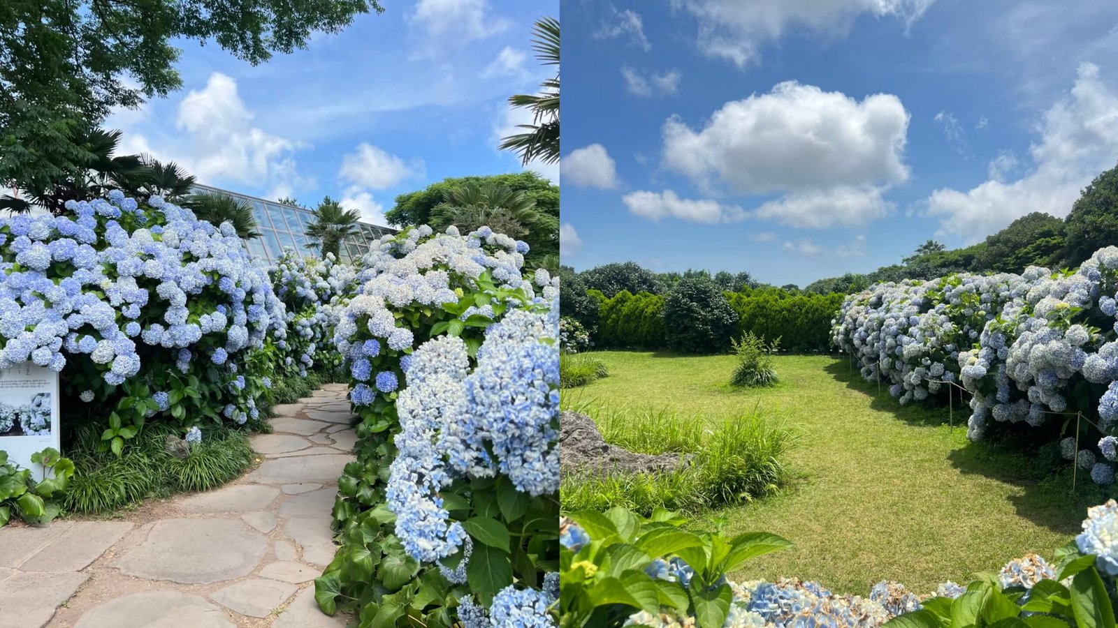 山茶花之丘
